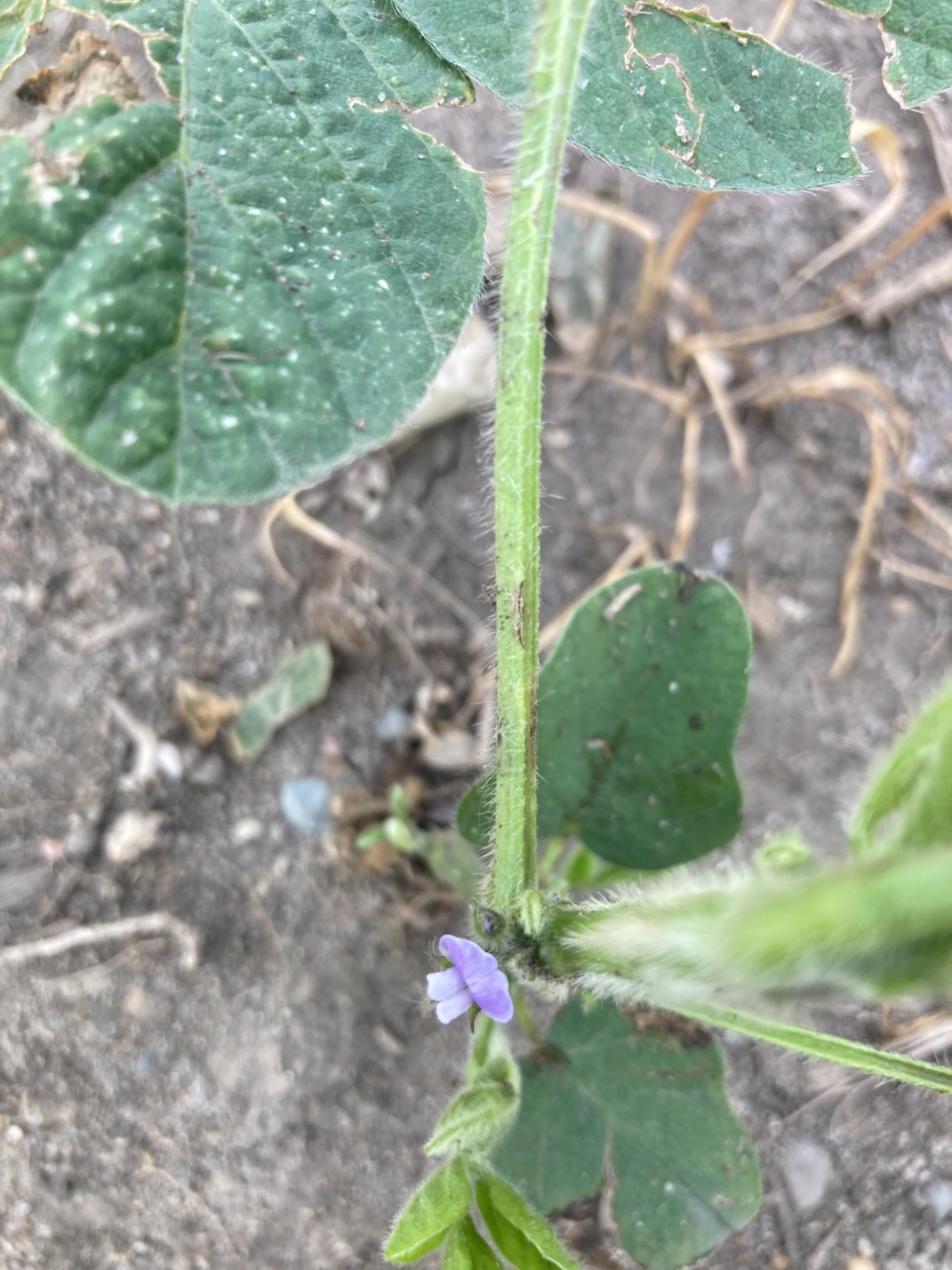 25 soybeans flower.jpg